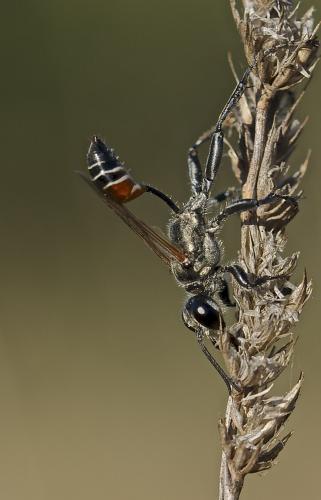 Prionyx kirbii
